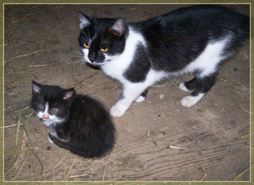 mama i dziecko #koty #kotki #kociaki