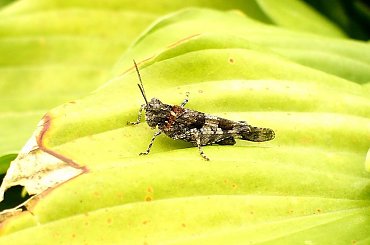 Konik polny (lub coś w tym stylu) #konik #polny #owady #przyroda #natura #robale