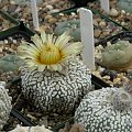 Astrophytum asterias cv supercabuto