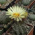 Astrophytum capricorne