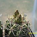 Gymnocalycium