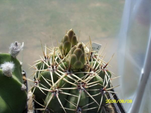 Gymnocalycium