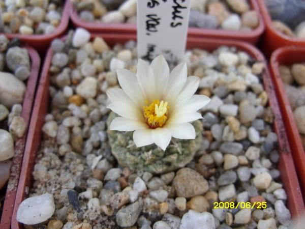 Strombocactus disciformis var. minimus