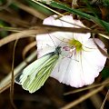 Motyl isko #motyl #kwiat #łąka