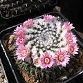 Mammillaria