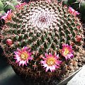 Mammillaria