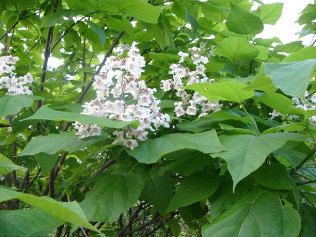 kwiaty katalpy #drzewo #kwiat #biały #zapach