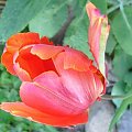 tulipan #czerwone #kwiatki #tulipan