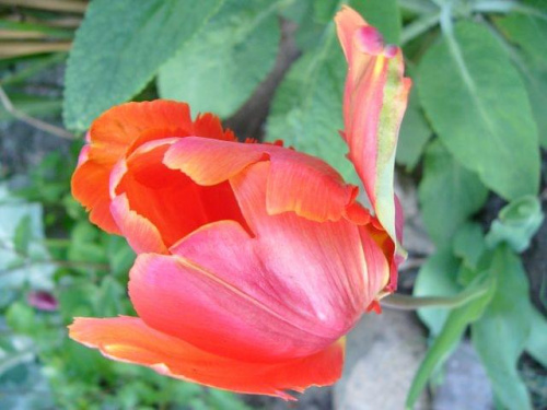 tulipan #czerwone #kwiatki #tulipan