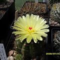 Notocactus ottonis