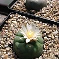 Lophophora