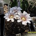 Gymnocalycium platense