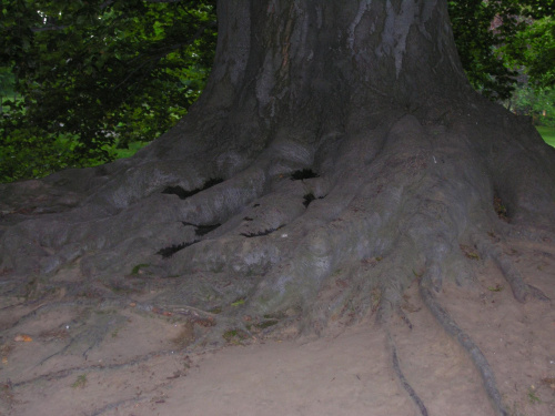 pień #drzewa #park #Łańcut #pień #korzeń