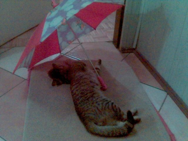 ehh te upały :) #kot #parasol #leżakowanie