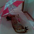 ehh te upały :) #kot #parasol #leżakowanie
