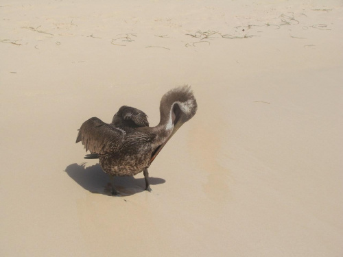 mój ulubiony pelikan z plaży