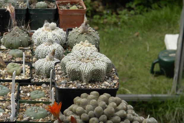 Astrophytum asterias superkabuto miracle star