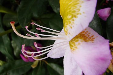 #kwiaty #rododendrony