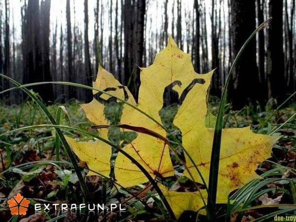 www.extrafun.pl #extrafun