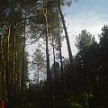 Spacer po łaskarzewskim lesie...