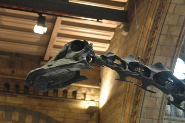 Natural History Museum - gad:) #gad #szkielet