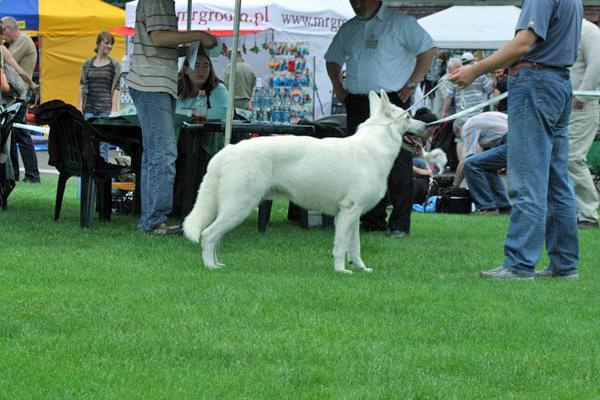 #WhiteSwissShepherd #BialyOwczarekSzwajcarski