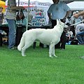 #WhiteSwissShepherd #BialyOwczarekSzwajcarski