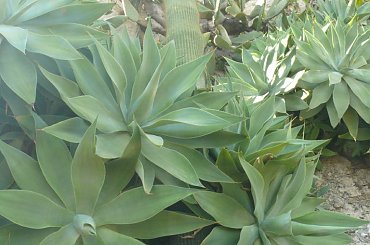 Piękne formy kaktusów #MonacoIMonteCarlo