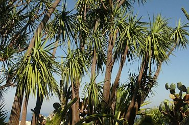 Miejscami było jak w dżungli #MonacoIMonteCarlo