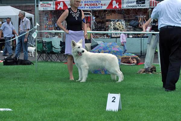 #WhiteSwissShepherd #BialyOwczarekSzwajcarski