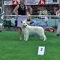 #WhiteSwissShepherd #BialyOwczarekSzwajcarski