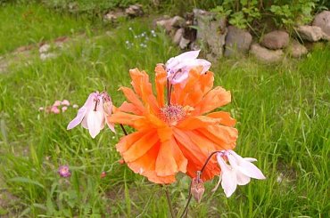 mak z orlikem #natura #ogród #kwiaty #mak #orlik