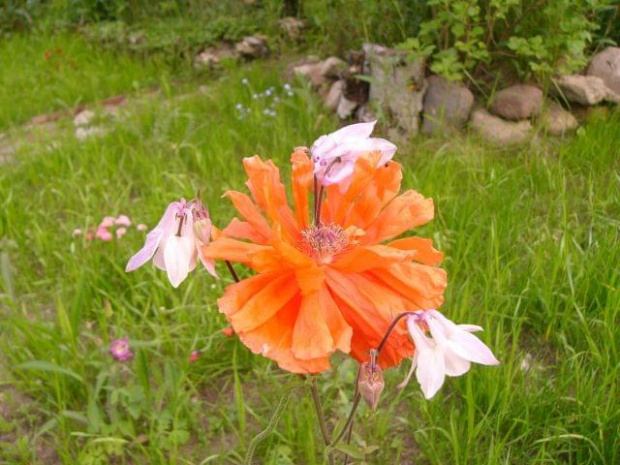 mak z orlikem #natura #ogród #kwiaty #mak #orlik