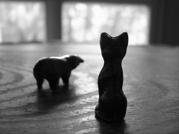 ksztalty #kot #świnia #figurka #cień #okno