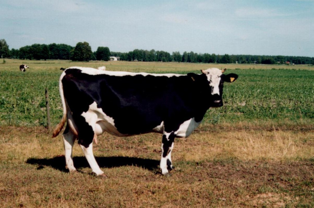 Białogrzbieta - odmiana czarno-biała