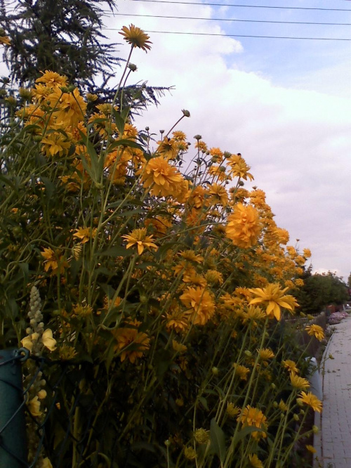 Słoneczniczki :) #kwiaty