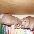 Fistaszki (półroczne)