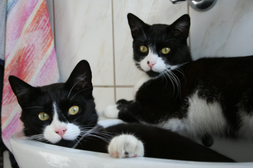 koty łazienkowe