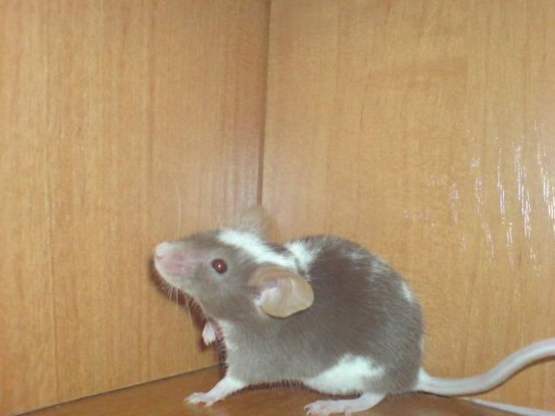 Cześka #zwierzęta #mysz #gryzonie