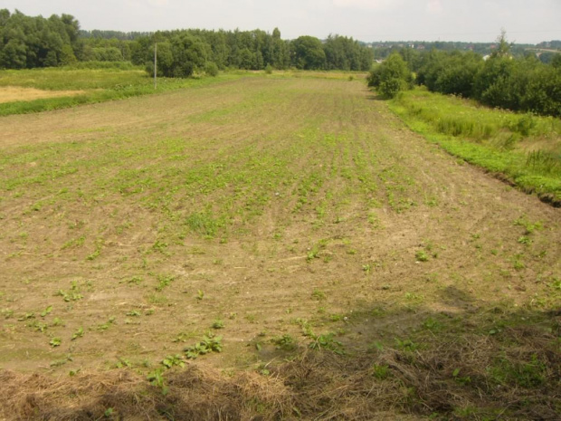 Wykoszona, wogładzona, pięknie zarasta... chwastami :/