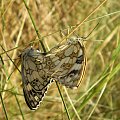 Polowiec szachownica - Melanargia galathea . Data : 01.07.2008. Miejscowość : Piaski Wielkopolskie .