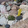 Opuntia humifusa x fragilis