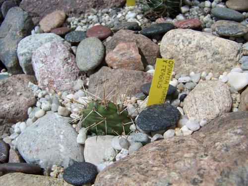 Opuntia humifusa x fragilis