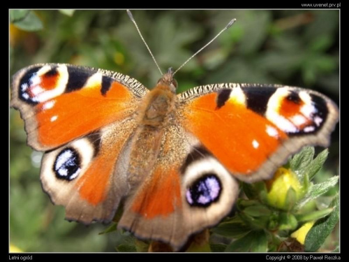 #owady #zwierzęta #makro #owad #płazy #gady #motyle #motyl