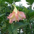 Datura #ogród #kwiatki #kwiaty