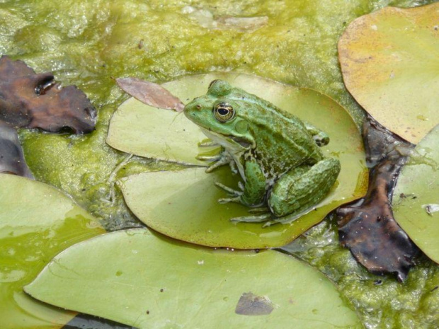 w ogrodzie botanicznym w Zagrzebiu Chorwacja 2008 rok. #OgródBotaniczny #Zagrzeb #Chorwacja #przyroda #fauna #flora