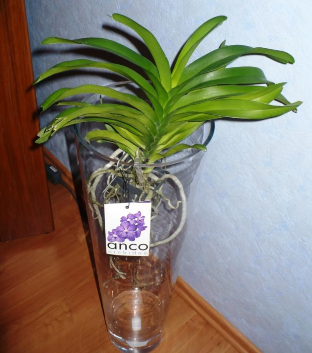 Vanda