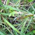 Dla NARIS : Szablak krwisty - Sympetrum sanguineum . Data : 28.07.2008. Miejscowość : Piaski Wielkopolskie .