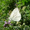 Bielinek bytomkowiec - Pieris napi . Data : 31.07.2008. Miejscowość : Talary .