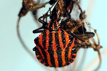 macro, owady, robaczki makro #macro #owady #RobaczkiMakro